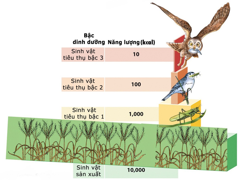 Sinh học Bài Trao đổi vật chất trong hệ sinh thái